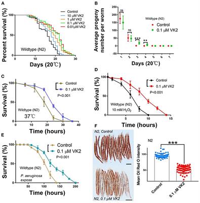 Vitamin K2 Enhances Fat Degradation to Improve the Survival of C. elegans